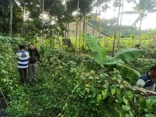 Ladang ganja seluas 500 meter ditemukan di Desa Hatta, Kecamatan Bakuheni, Kabupaten Lampung Selatan. | Foto: ist