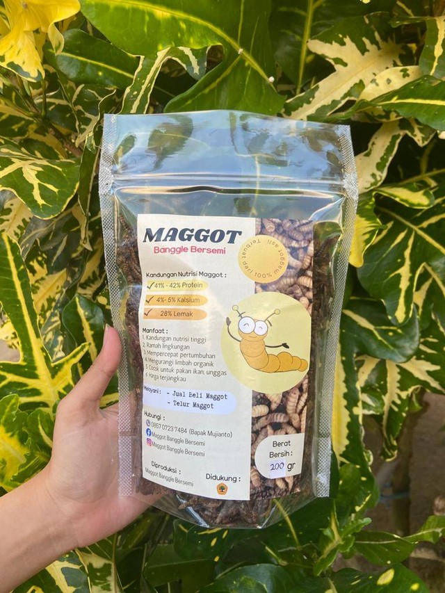 KKN Untag Desain Logo serta Label untuk Branding Usaha Maggot