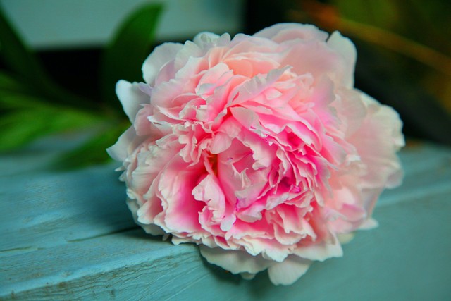 Ilustrasi bunga peony. Foto: pexels 