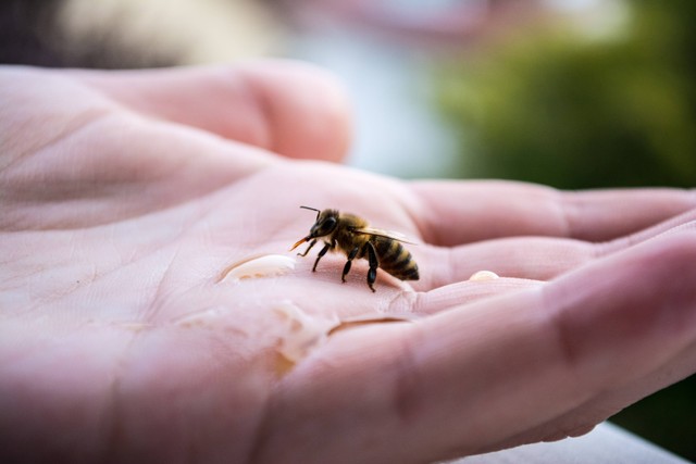 Ilustrasi sengatan lebah dapat menyebabkan reaksi alergi pada kulit. Foto: Unsplash