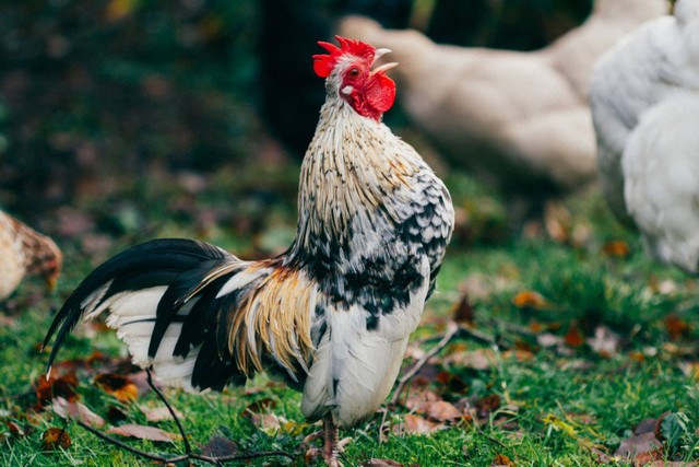 Ilustrasi Jenis Daur Hidup Ayam. (Foto: Sarah Halliday | Unsplash.com)