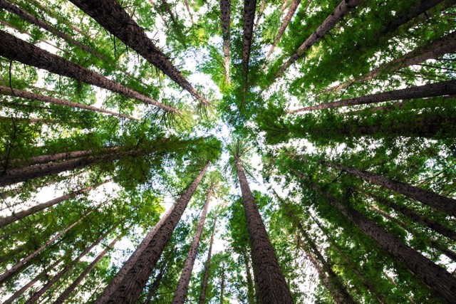 Ilustrasi Fasilitas di Kebun Raya Bali. Foto: Unsplash/Arnaud Mesureur.