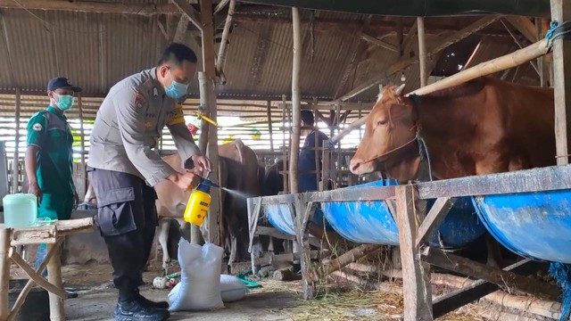 Ilustrasi: Aktivitas salah satu peternak sapi di Kabupaten Bojonegoro. (Foto: Dok Istimewa)