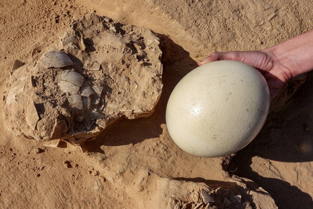 Telur burung unta segar yang digunakan untuk ilustrasi di sebelah pecahan telur berumur lebih dari 4000 tahun yang ditemukan di sebuah situs di bukit pasir dekat Nitzana di sepanjang perbatasan Israel-Mesir di gurun Negev barat, Kamis (12/1/2023). Foto: Gil Cohen-Magen/AFP