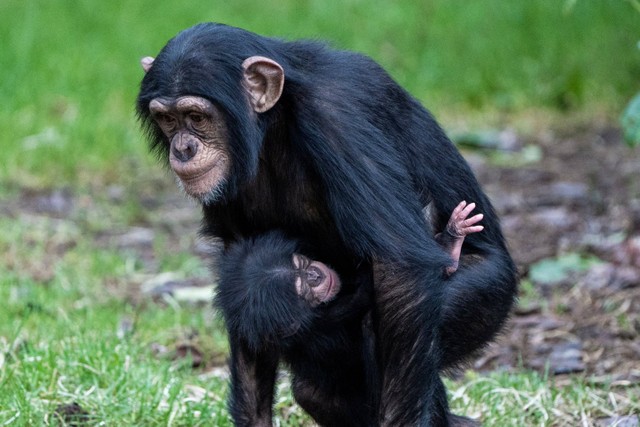 Bayi simpanse yang baru lahir digendong kakak perempuannya di Kebun Binatang Chester, Upton-by-Chester, Inggris. Foto: Chester Zoo/via REUTERS