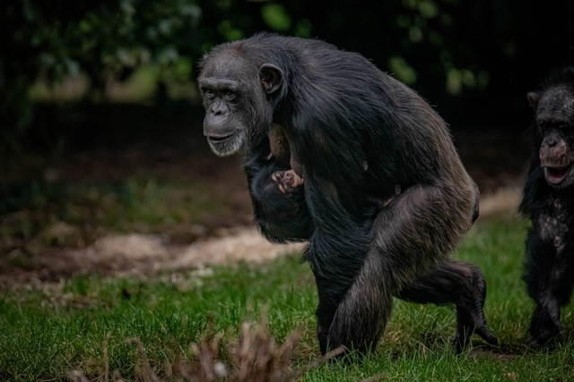 Bayi simpanse yang baru lahir digendong di Kebun Binatang Chester, Upton-by-Chester, Inggris. Foto: Chester Zoo/via REUTERS