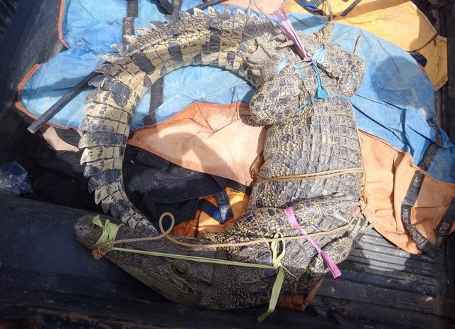 Seekor buaya yang berhasil ditangkap pawang setempat di sungai Salubarana, Kabupaten Mamuju Tengah. Foto: Istimewa