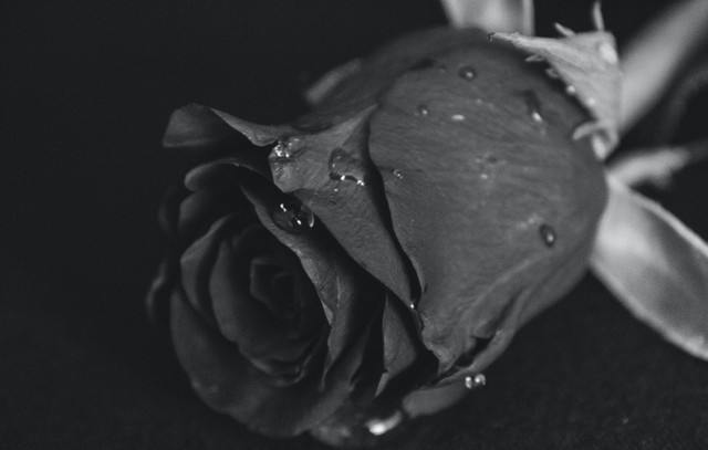 Ilustrasi Puisi tentang Bunga Mawar Hitam. Foto: Pexels.com/karin.