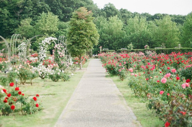 Cara ke taman herbal insani depok naik kereta, Foto: Unsplash/Mio Ito.