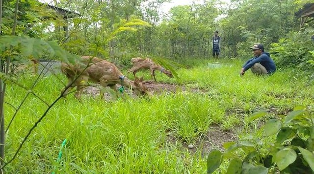 Keterangan foto: Rusa Timor di lokasi penangkaran rusa Kelompok Mesi Roa di Desa Waturia, Kecamatan Magepanda, Kabupaten Sikka.