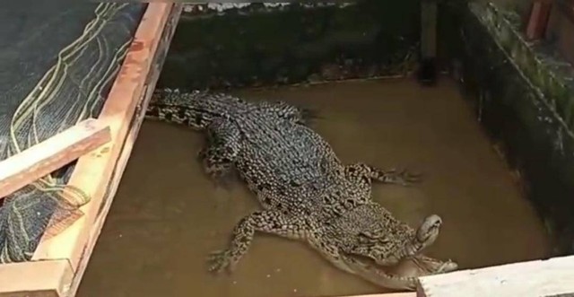 penampakan buaya di Mempawah, Kalbar yang sempat hebohkan warga. Foto: Dok. Istimewa