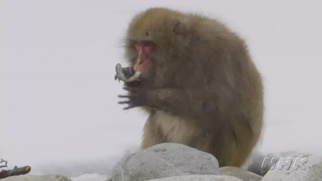 Kera Jepang (Macaca fuscata) sedang beraksi menangkap ikan di peraikan Kamikochi. Foto: Genki YAMADA/NHK