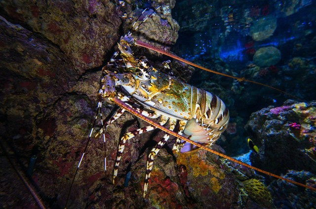 Ilustrasi Cara Lobster Bermigrasi. (Foto: David Clode | Unsplash.com)