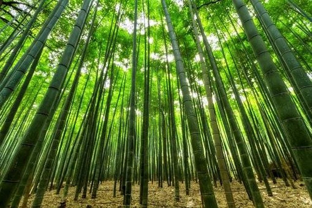 Ilustrasi pohon bambu. Foto: pixabay