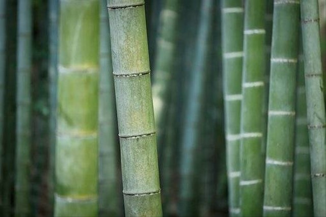 Ilustrasi bambu. Foto: pixabay