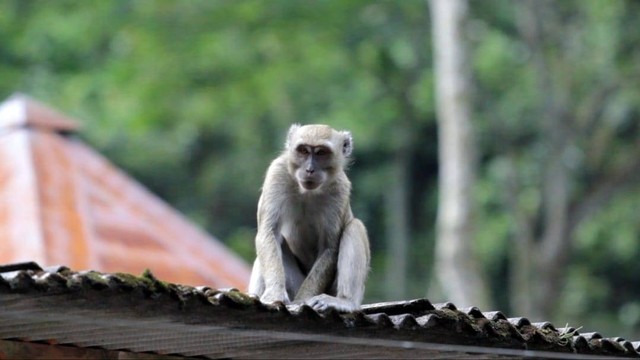 Monyet ekor panjang di atas rumah penduduk. Foto: Widi RH Pradana