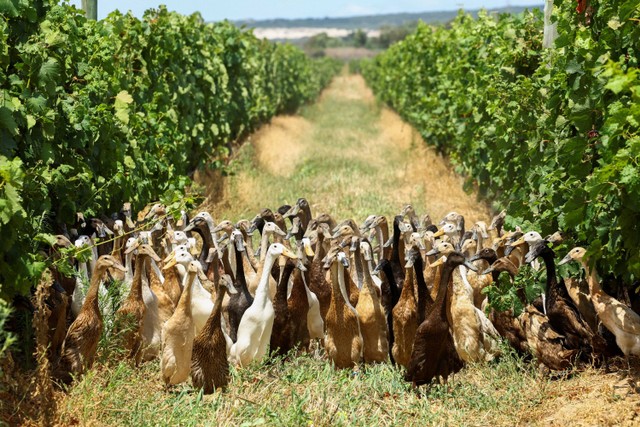 Kawanan bebek Pelari India membantu sebagai pengendalian hama alami di sekitar Perkebunan Anggur Vergenoegd, di Stellenbosch, di Cape Town, Afrika Selatan. Foto: Esa Alexander/REUTERS