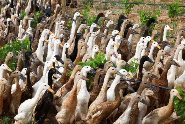 Kawanan bebek. Foto: Esa Alexander/REUTERS