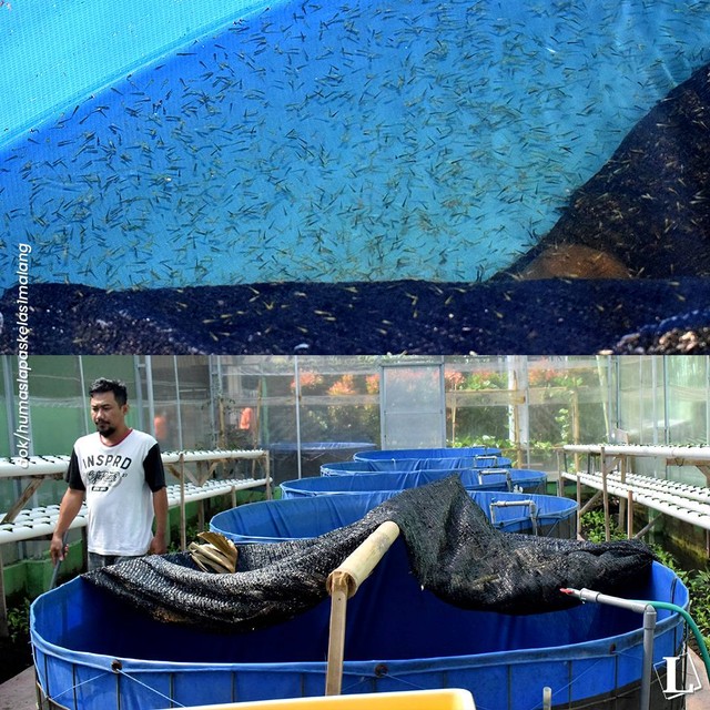  Puluhan Ribu Bibit Ikan Koi di Lapas Kelas I Malang (dok.humas)