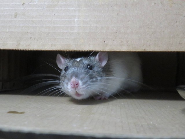 Ilustrasi Cara Memancing Tikus Keluar dari Persembunyiannya dan Tidak Kembali Lagi (Foto: Slyfox Photography | Unsplash.com)