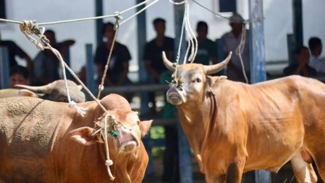 Ratusan sapi di Kabupaten Sragen positif LSD. FOTO: Kumparan