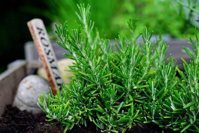 Tanaman Rosemary. Foto: Pixabay