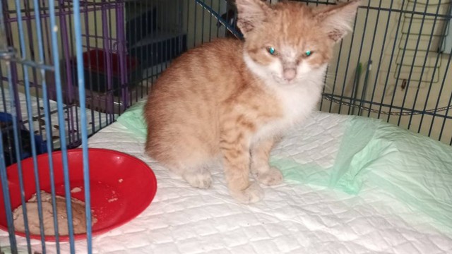 Kondisi kucing oranye yang dicekoki tuak saat dirawat di vet. Foto: Dok. Istimewa