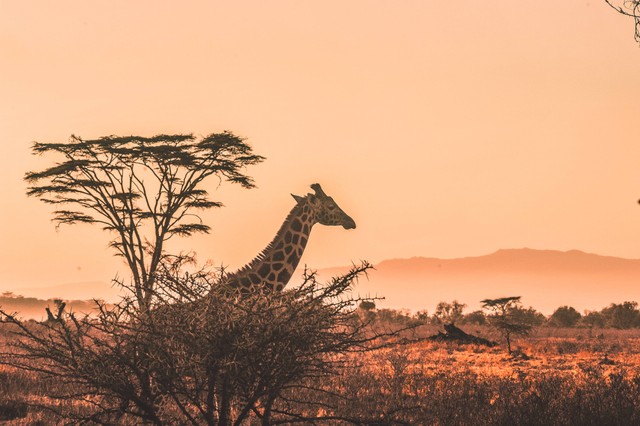 Ilustrasi Harga Safari Trek 2023 , Foto/Unsplash/Harshil Gudka