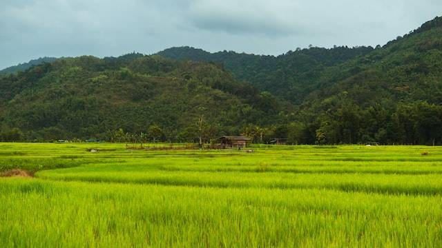 Ilustrasi Kampung Naga Disebut Kampung Adat Lantaran, Foto Unsplash Traworld Official