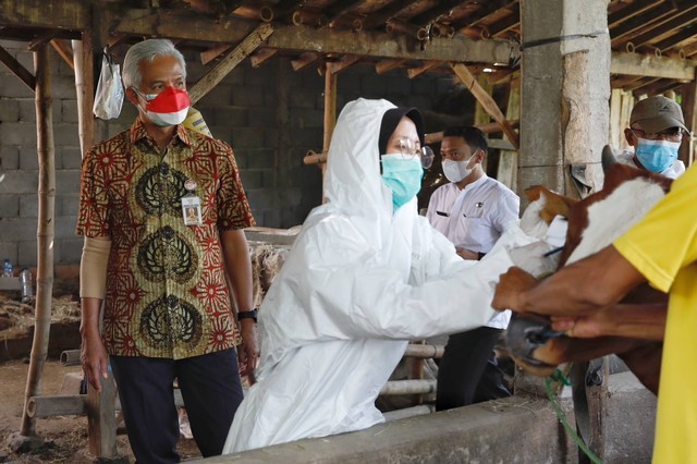 Gubernur Jawa Tengah Ganjar Pranowo saat melakukan sidak pemeriksaan sapi yang terjangkit LSD. Foto: Dok. Istimewa