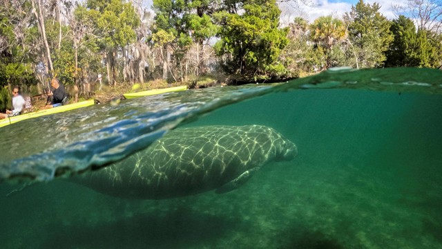Manatee atau lembu laut terlihat di suaka di Three Sisters Springs di Suaka Margasatwa Nasional Crystal River, di Crystal River, Florida, AS, 12 Januari 2023. Foto: Marco Bello/Reuters