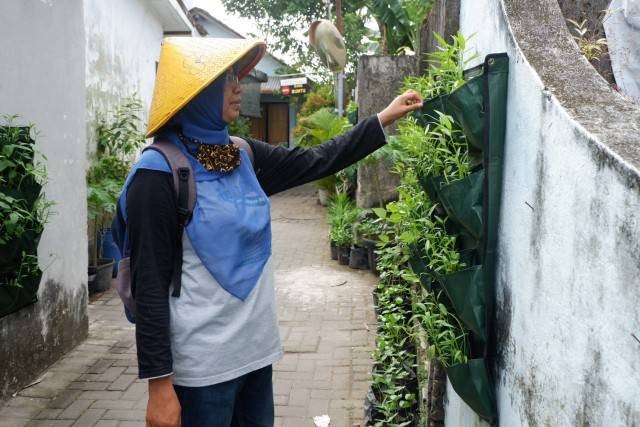 Suasana kampung sayur di Kampung Bausasran Kota Yogyakarta. Foto: Arfiansyah Panji Purnandaru/kumparan