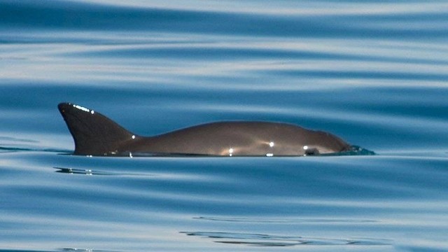 Vaquita disebut sebagai mamalia laut paling langka di dunia dan penurunan populasinya mengkhawatirkan.