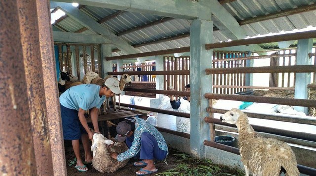 Warga Binaan Lapas Terbuka Kendal rawat hewan ternak - foto Lapas Terbuka Kendal