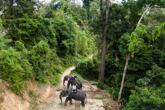 SEBAGAI ILUSTRASI: Dua gajah dirantai di jalur hutan saat mereka menunggu wisatawan di taman hutan menjelang Tahun Baru Imlek di Phuket, Thailand, Sabtu (21/1/2023). Foto: Jorge Silva/REUTERS