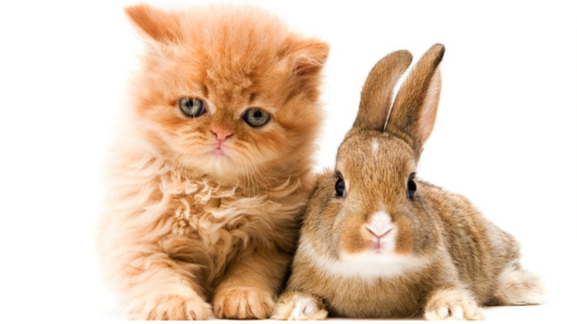 Tahun Baru Imlek: Apakah Sekarang Tahun Kucing atau Tahun Kelinci?