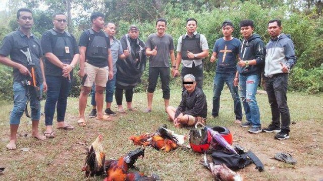 Polisi gerebek arena judi sabung ayam di Dusun Salubue, Mamasa. Foto: Istimewa