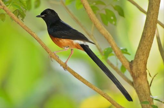 Ilustrasi burung murai batu. Foto: Pexels