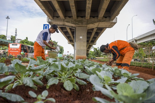 Petugas Penanganan Prasarana dan Sarana Umum (PPSU) menata tanaman di bawah kolong Tol Becakayu (Bekasi Cawang Kampung Melayu), Jakarta, Senin (23/1/2023). Foto: Galih Pradipta/Antara Foto