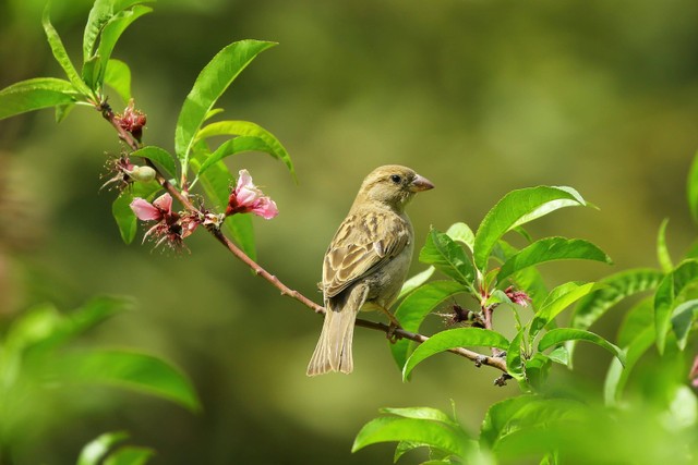 Ilustrasi kata-kata burung yang indah. Foto: Pexels.com.