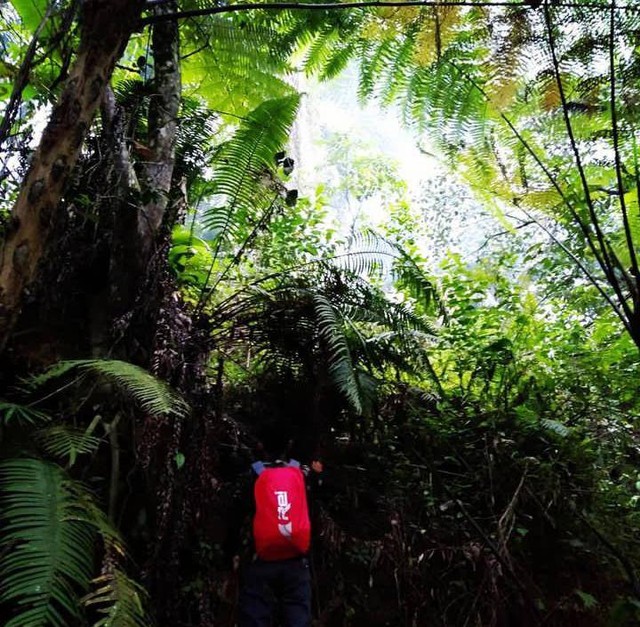 Menjelajahi hutan untuk mengenal lebih dalam tentang alam liar (sumber: foto saya sendiri saat ke hutan sumatera )