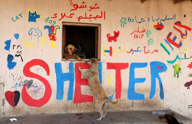 Anjing terlihat di penampungan hewan di Kairo, Mesir, Minggu (22/1/2023). Foto: Mohamed Abd El Ghany/REUTERS