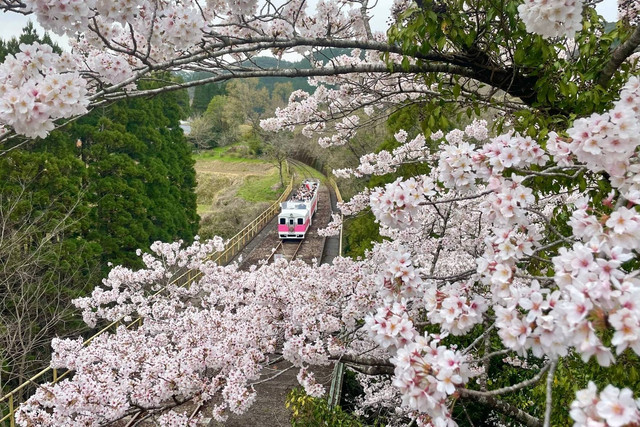 Perusahaan kereta wisata Amaterasu Railway di Jepang manfaatkan bahan bakar dari sisa ramen. Foto: Facebook/amaterasurising2005