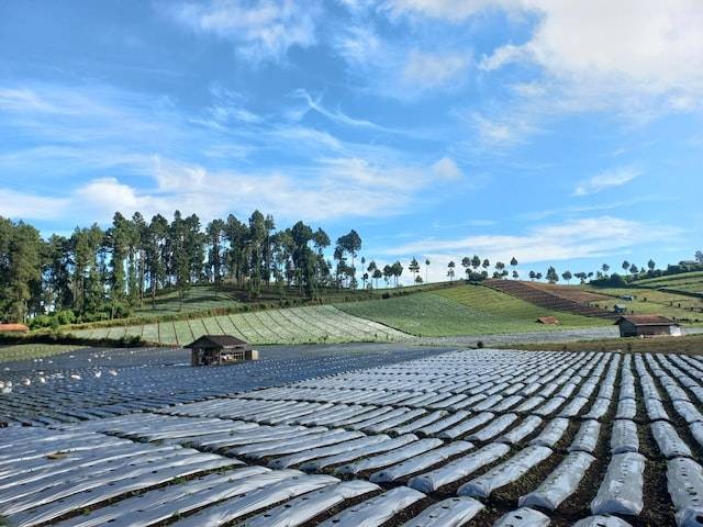 Kaligua Brebes: oleh oleh khas brebes selain telur asin | Foto: Kayla Paramajna di Unsplash