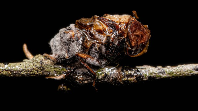 Lalat Calyptrate Fly terinfeksi Ophiocordyceps. Foto: Vinicius R. Souza/Shutterstock