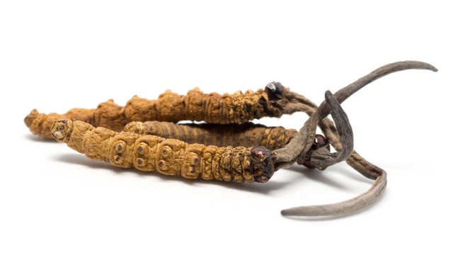 Ophiocordyceps sinensis yang menginfeksi ulat digunakan sebagai obat herbal di China. Foto: PattyPhoto/Shutterstock
