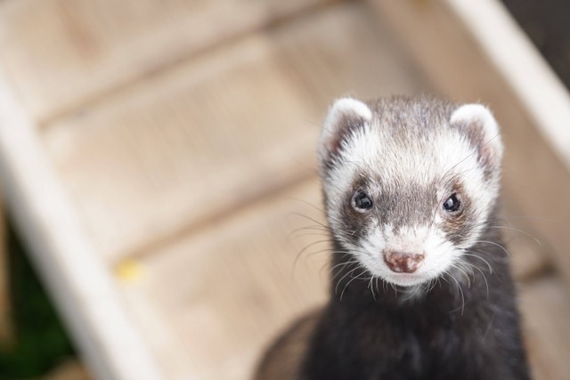 Ilustrasi jenis musang. Foto: Pexels 