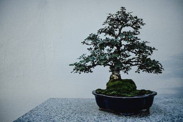 Ilustrasi bonsai serut termahal. Foto: Pexels