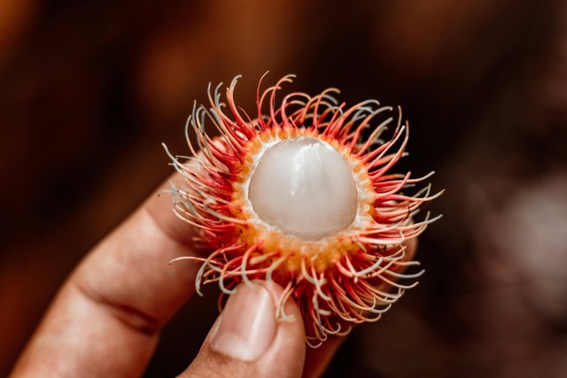 Ilustrasi manfaat biji rambutan. Foto: Unsplash