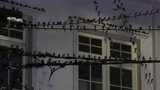 Burung layang-layang asia kini lebih banyak beristirahat di kabel yang melintang did epan PKU Muhammadiyah, Jalan Ahmad Dahlan, Yogyakarta. Foto: Danang Bakti K